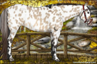 Horse Color:White Spotted Bay Dun Appaloosa