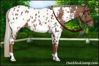 Horse Color:White Spotted Chestnut Blanket 