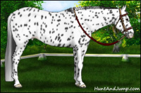 Horse Color:Black Appaloosa