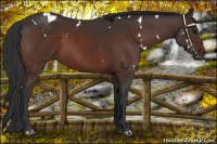 Horse Color:White Spotted Brown 