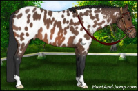 Horse Color:Bay Roan Appaloosa 