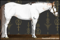 Horse Color:Buckskin Sabino Appaloosa 