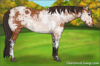Horse Color:Buckskin Ice 
