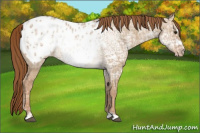 Horse Color:Red Dun Ice Frame Appaloosa 