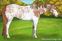 Horse Color:White Spotted Chestnut Ice Rabicano