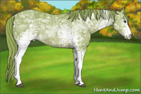 Horse Color:Watercolor White Spotted Chestnut Ice