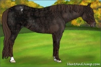 Horse Color:Liver Red Ice Roan Appaloosa 
