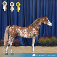 Horse Color:Chestnut Splash Blanket Rabicano  and Chestnut Sabino Varnish Rabicano 