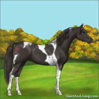 Horse Color:Smoky Black Tobiano 