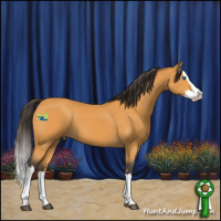 Horse Color:Buckskin Splash  and Buckskin Splash 