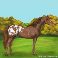 Horse Color:Chestnut Appaloosa 