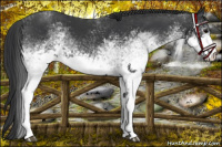 Horse Color:White Spotted Black Rabicano 