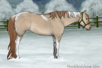 Horse Color:Liver Red Dun Tobiano