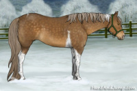 Horse Color:Chocolate Palomino Tobiano 