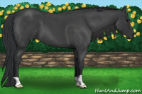 Horse Color:Blue Roan 