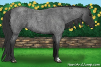 Horse Color:Blue Roan 