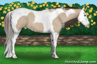 Horse Color:Classic Champagne Dun Splash Tobiano 