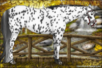 Horse Color:Black Leopard Rabicano 