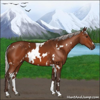 Horse Color:White Spotted Silver Bay 