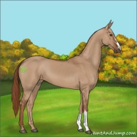 Horse Color:Red Dun 