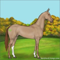 Horse Color:Red Dun 