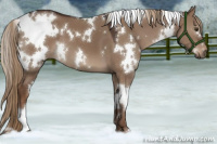Horse Color:White Spotted Liver Red Dun 
