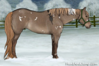 Horse Color:White Spotted Liver Red Dun 