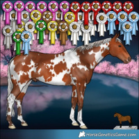Horse Color:White Spotted Silver Bay 