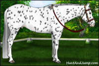 Horse Color:Black Splash Appaloosa Rabicano 