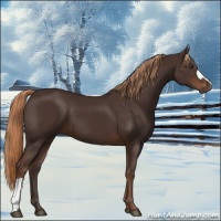 Horse Color:Liver Chestnut 