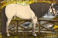 Horse Color:Amber Cream Champagne Dun 