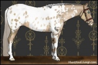 Horse Color:White Spotted Chocolate Palomino Pearl Blanket 
