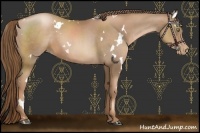 Horse Color:White Spotted Liver Chestnut Pearl Sabino