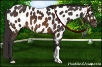 Horse Color:Buckskin Appaloosa