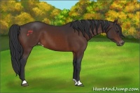 Horse Color:Brown Appaloosa