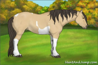 Horse Color:Buckskin Dun Tobiano Rabicano 