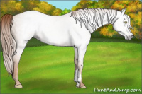 Horse Color:Gray Gold Champagne 