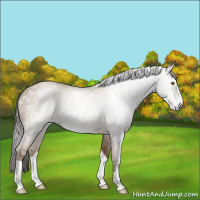 Horse Color:Gray Classic Cream Champagne 