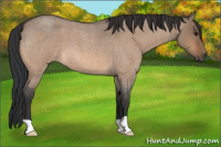 Horse Color:Bay Roan Dun