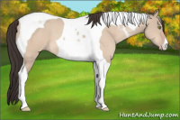 Horse Color:Sable Champagne Dun Tobiano 