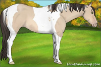 Horse Color:Amber Champagne Dun Tobiano