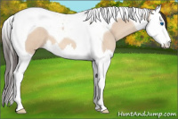 Horse Color:Amber Champagne Roan Dun Splash Tobiano