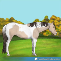 Horse Color:Sable Champagne Dun Tobiano