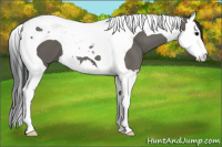 Horse Color:Grullo Splash Tobiano