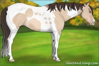 Horse Color:Amber Champagne Dun Tobiano