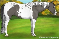 Horse Color:Grullo Tobiano 