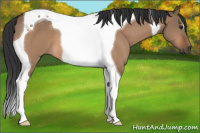 Horse Color:Brown Dun Tobiano 