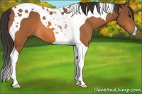 Horse Color:Buckskin Tobiano