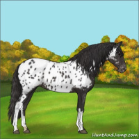 Horse Color:Smoky Black Appaloosa 
