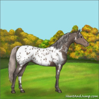 Horse Color:Silver Black Appaloosa 